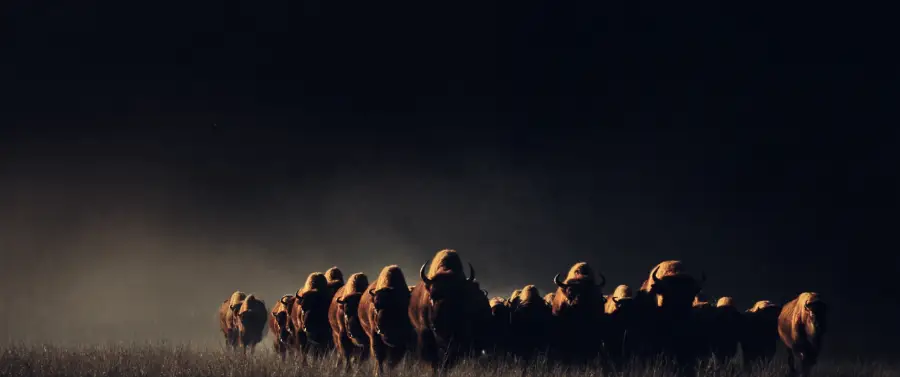 A bison herd moving toward the camera out of a dark dust storm.